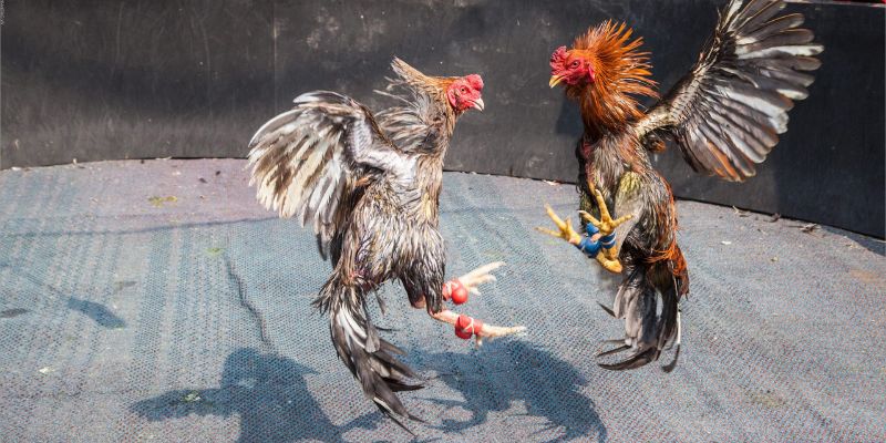 Trận đấu đá gà cựa sắt hấp dẫn